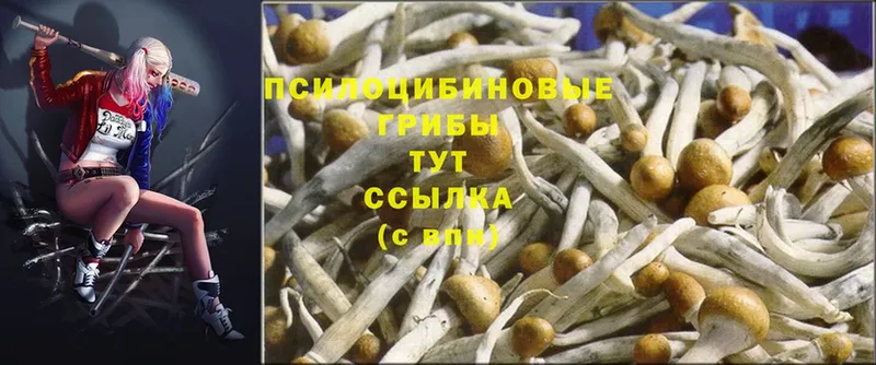 где найти   Бронницы  Псилоцибиновые грибы Psilocybine cubensis 